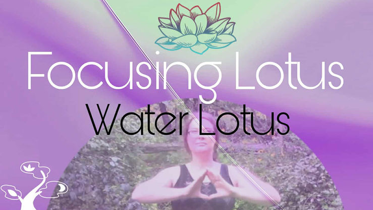 Focusing Lotus (water)